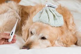 Dog cancers info and signs of cancer in dogs. Bronchitis In Dogs Symptoms Causes Diagnosis Treatment Recovery Management Cost
