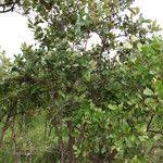 Image result for Psorospermum febrifugum