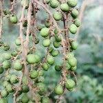 Image result for Allophylus abyssinicus