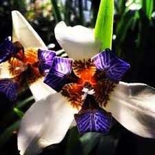 Pin On Orchids