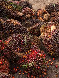 Kerajaan harus beri kata dua agar felda terima ladang peneroka yg ingin serah semula. Felda Perakaunan Peneroka