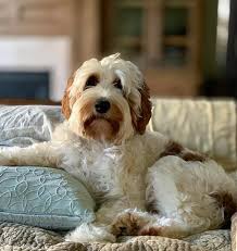 Puppies for sale australian labradoodle. Australian Labradoodles White Sand Labradoodle Puppies For Sale In Alabama