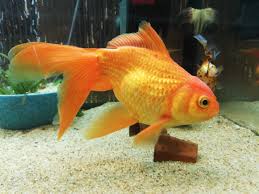 Een goudvis hoort echt in een aquarium van minimaal 100cm. Pin On Fancy Goldfish
