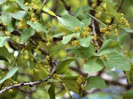 Image result for Pavetta zeyheri