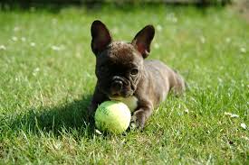 Favorite this post feb 28 french bulldog. French Bulldog Ranch French Bulldog For Sale