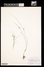 Image result for Hypoxis parvifolia
