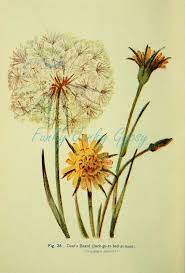 Vintage 1911 Illustration Drawing Dandelion Plant Flower Herb Goat S Beard Jack Go To Bed At Noon Down American Indian Art Maple Leaf Tattoo Plant Print