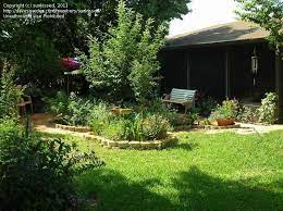 We did not find results for: Plantfiles Pictures Aloysia Species Incense Bush Sweet Almond Bush Aloysia Virgata By Sunkissed