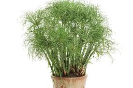 Image result for Cyperus tenax