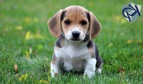 It's thought that the beagle lab mix was developed in the united states sometime over the past three decades. Jack Russell Beagle Mix Puppies For Sale Petsidi