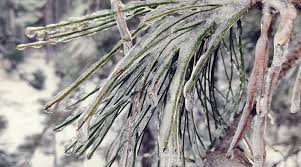 La voiture glissait et valsait dans les rues, mais le chauffeur ne semblait pas avoir peur. Meteo En Belgique Bilan De L Offensive Hivernale De Fevrier 2021