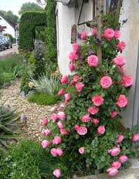Rose Fur Zierlichen Rosenbogen Gesucht Seite 2 Rund Um Die Rose Mein Schoner Garten Online Rosen Rosenbogen Zierlich