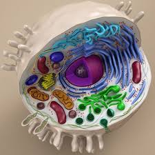 Cell Animal 3d Model Animal Cell Project 3d Animal Cell Project Cells Project