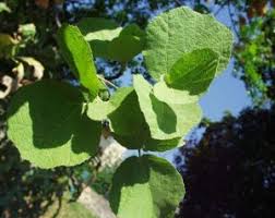 Image result for Dombeya shupangae
