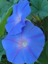Morning Glory Sydney Australia Photographic Print William Sutton Art Com In 2021 Morning Glory Flowers Garden Vines Climbing Flowering Vines