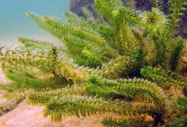 Image result for Hydrostachys