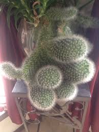 Decorating an indoor cactus garden My Cactus Plant Started Out Small But Over The Years It Has Grew Out Of Controll And I Do Not Know Much On Cacti How Would You Rep Cactus Plants Cactus