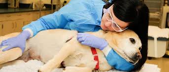 Appointments the uc davis veterinary medical teaching hospital (vmth) stands ready to provide you with the highest quality of veterinary care possible for your animals. Give Uc Davis Veterinary Medical Teaching Hospital S Small Animal Clinic