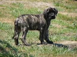Check spelling or type a new query. Brindle English Mastiff Puppies For Sale Petsidi