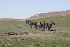 Image result for Diheteropogon filifolius