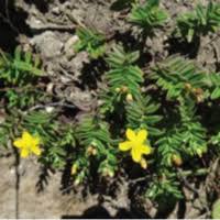 Image result for Hypericum quartinianum