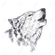 Schwarz Und Weiss Gravieren Tinte Zeichnen Isoliert Wolf Lizenzfreie Fotos Bilder Und Stock Fotografie Image 50051500