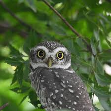 Feng Shui Rules For Owl Statue
