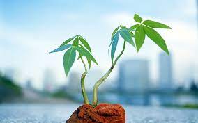 Check out our tree sapling selection for the very best in unique or custom, handmade pieces from our craft supplies & tools shops. Sapling 1080p 2k 4k 5k Hd Wallpapers Free Download Wallpaper Flare