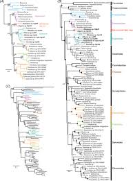Image result for Pseudocalyx ochraceus