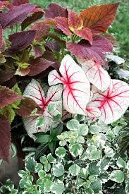 Check spelling or type a new query. Container Garden Tips How To Keep Your Flowers Blooming All Summer Long Christine Covino