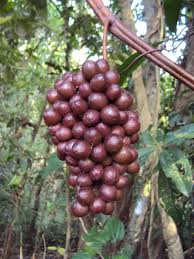 Image result for Ampelocissus africana
