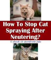 Male cats that are not part of a breeding program by a reputably cat fancier should be neutered to stop this behavior. 13 Fascinating Feliway Stop Cat Spraying Admirable