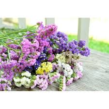 Image result for Limonium sinuatum