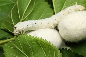 Mit Researchers To 3d Print A Silkworm Inspired Pavilion Using A Robotic Arm Serrapeptase Scar Tissue Health