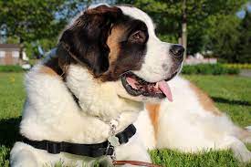 Learn how to potty train a puppy in 6 days for free. Do Saint Bernards Shed Breed Care And Personality Aspca Pet Health Insurance