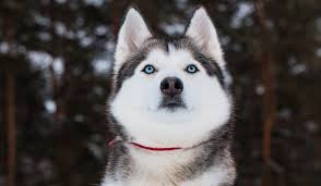 Kurtlara Benzeyen Kopek Irklari Markamama Blog Evcil Dostun Icin Onemli Bilgiler 2020 Husky Kopek Sibirya Husky