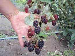 Mora knives have been making knives since the 1600's, and have been producing in their current what makes mora knives so great? Planta De Mora Fruit Blackberry Food