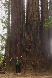 Hendy Woods State Park In 2020 State Parks Stroll Redwood
