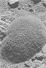 Image result for Panicum pectinellum