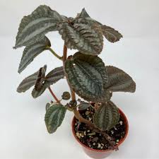 Image result for Faroa involucrata