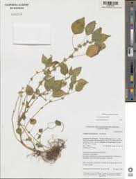 Image result for Acalypha brachystachya