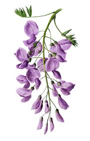Purple flower drawing with watercolor. Wisteria Illustration Flower Drawing Flower Illustration Purple Flowers
