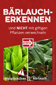 Barlauch Erkennen So Unterscheidest Du Ihn Von Giftigen Pflanzen Barlauch Barlauch Rezepte Giftige Pflanzen