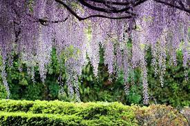 Chinese Wisteria Plant Care And Growing Guide Wisteria Plant Chinese Wisteria Wisteria