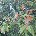 Image result for Croton dichogamus