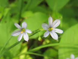 Image result for Iridaceae