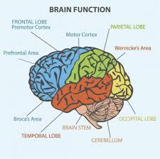 How Aphasia Causes Difficulty Speaking Brain Areas Brain Anatomy And Function Brain Diagram Aphasia