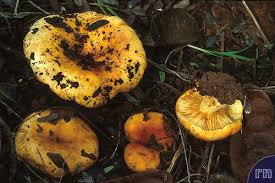 Image result for Brachystegia glaucescens