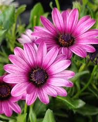 Image result for paprskovka obrázek