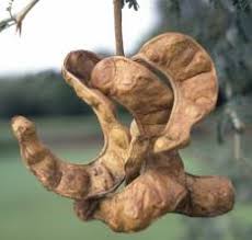 Image result for Faidherbia albida